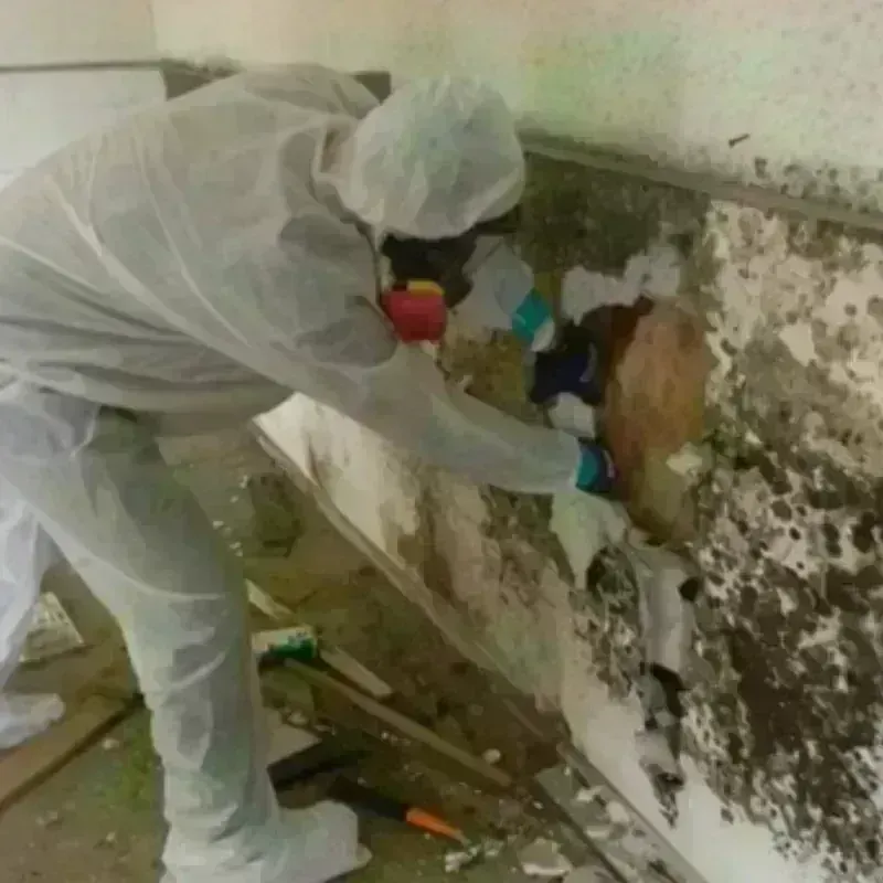 Mold Remediation and Removal in Groveton, VA